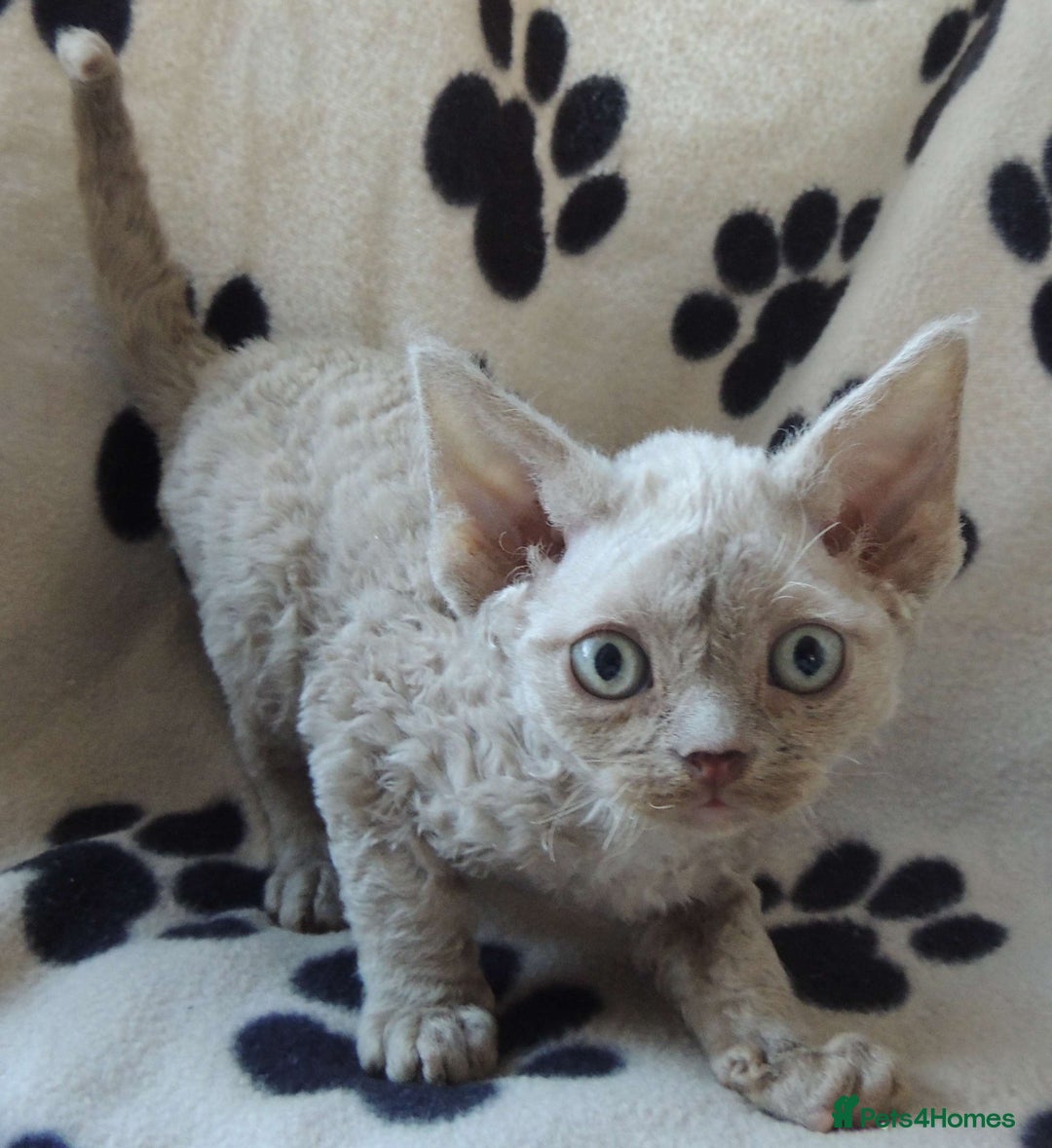 Devon Rex cats for sale: Beautiful Devon Rex Kittens - GCCF registered - Image 4