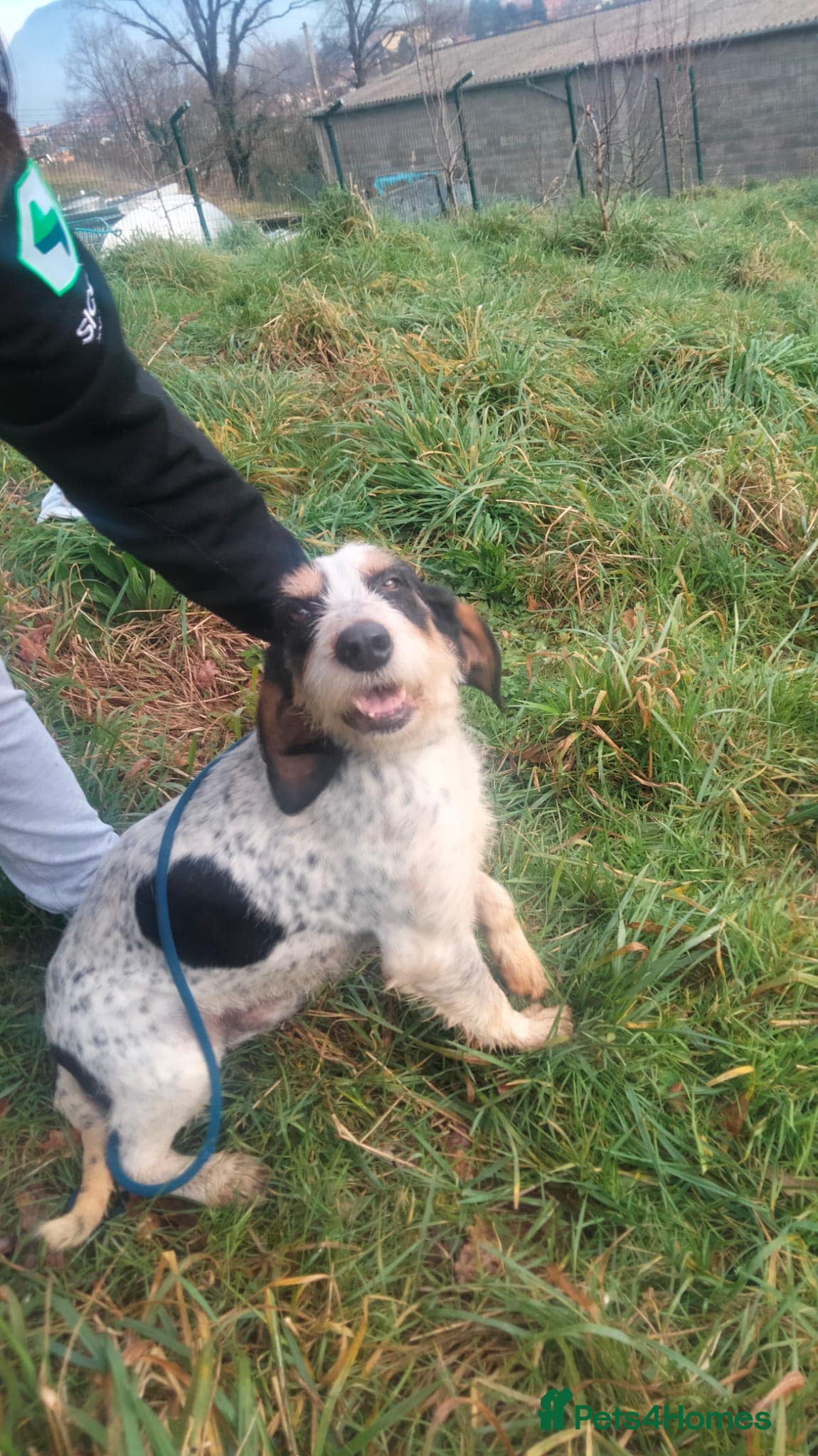 Mixed Breed dogs Chispa - cheeky Griffon X for adoption - Advert 9