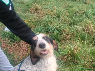 Mixed Breed dogs Chispa - cheeky Griffon X for adoption - Advert 9