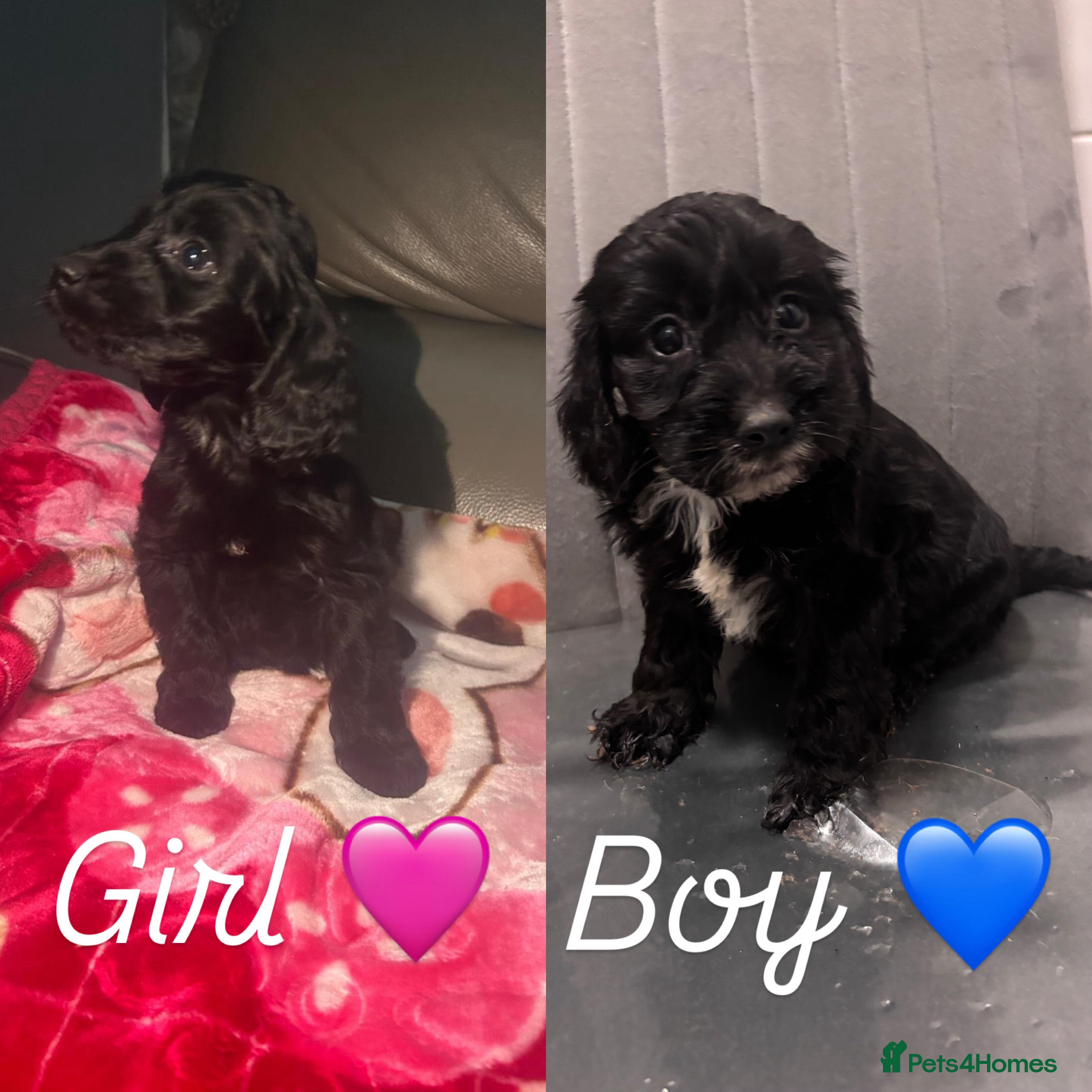 Cockapoo dogs 3 cockapoo puppies  - Advert 15