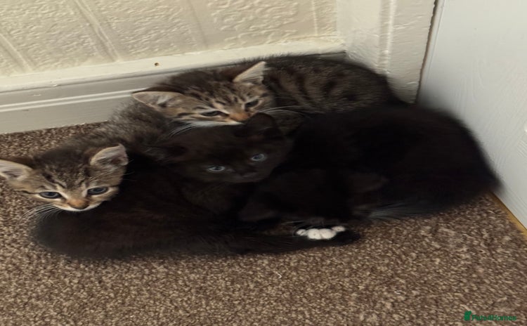 Domestic Shorthair cats - Advert 1