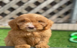 Cockapoo dogs for sale: Adorable F1 cockapoo pups NOW READY  - Image 20