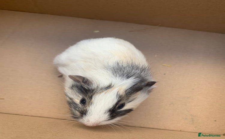 Guinea Pig rodents Mixed guinea pigs for sale  - Advert 1