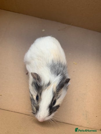 Guinea Pig rodents Mixed guinea pigs for sale - Advert 1