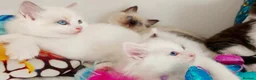 Ragdoll cats for sale: ALL RESERVED 😻😻BEAUTIFUL CROSS RAGDOLL/PERSIAN - Advert 13