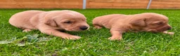 Goldador dogs for sale: Beautiful Golden Goldador Babies 🐾🐾🐾 - Advert 23