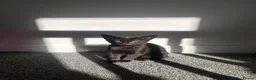 Mixed Breed cats for sale: 2 kittens in Scunthorpe - Advert 4