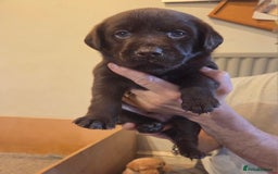 Labrador Retriever dogs for sale: 8 gorgeous chocolate/yellow girl & boy lab pups  - Image 29