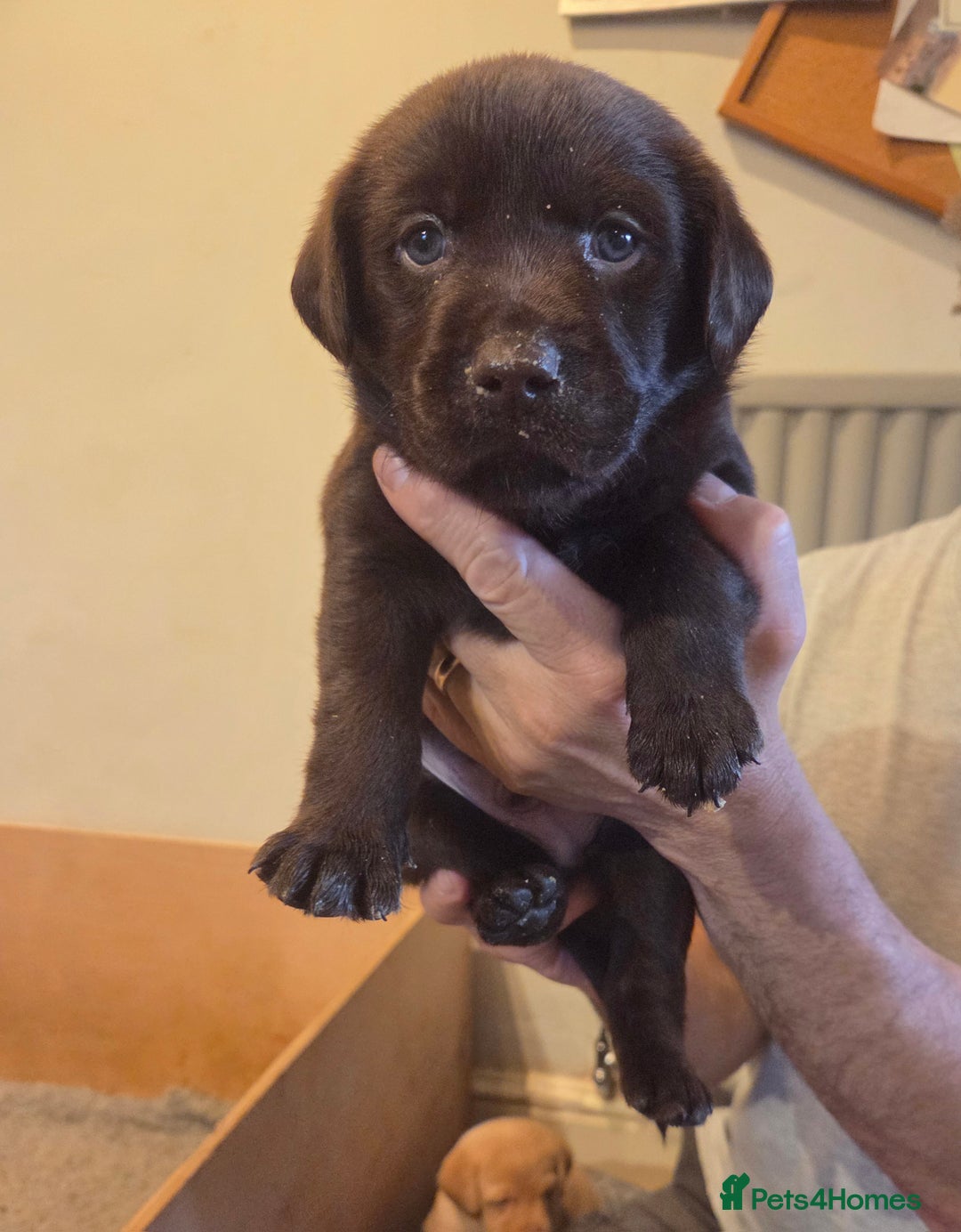 Labrador Retriever dogs for sale: 8 gorgeous chocolate/yellow girl & boy lab pups  - Image 29