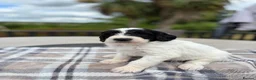 Sproodle dogs for sale: ✨ Premium Rare F1 Sproodle Pups – Champion Lines ✨ - Advert 30