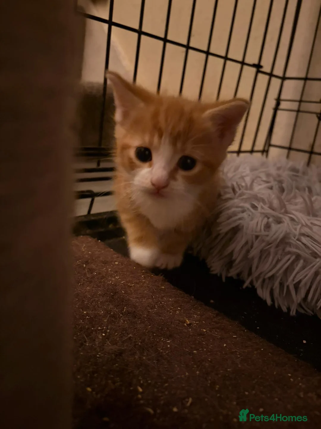 Mixed Breed cats for sale: 2 kittens - Advert 6