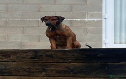 Rhodesian Ridgeback dogs for sale: KC reg Rhodesian Ridgeback puppies - Image 9