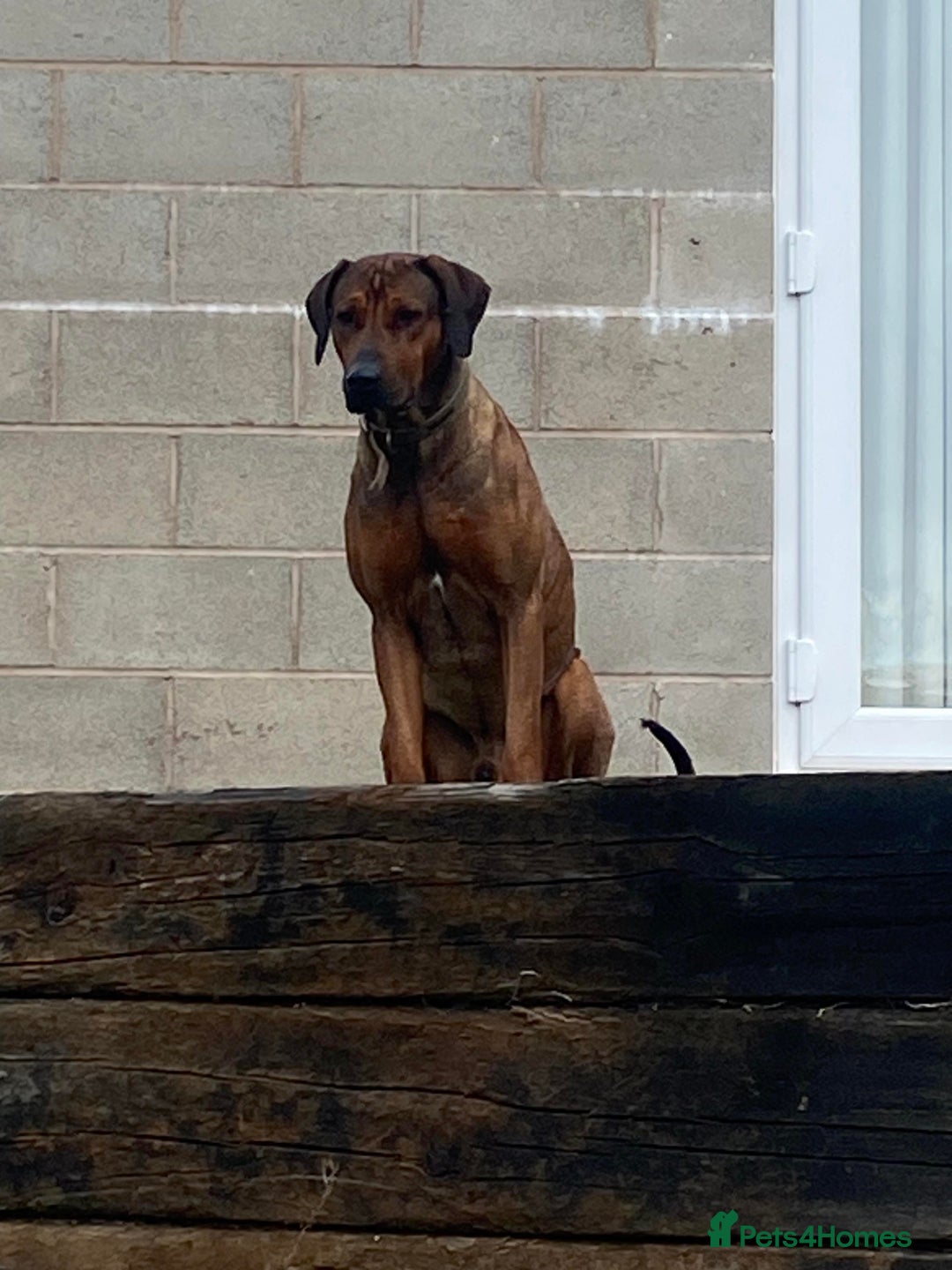 Rhodesian Ridgeback dogs for sale: KC reg Rhodesian Ridgeback puppies - Image 9