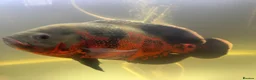 Cichlids fish for sale: Ozzy the oscar  - Advert 2