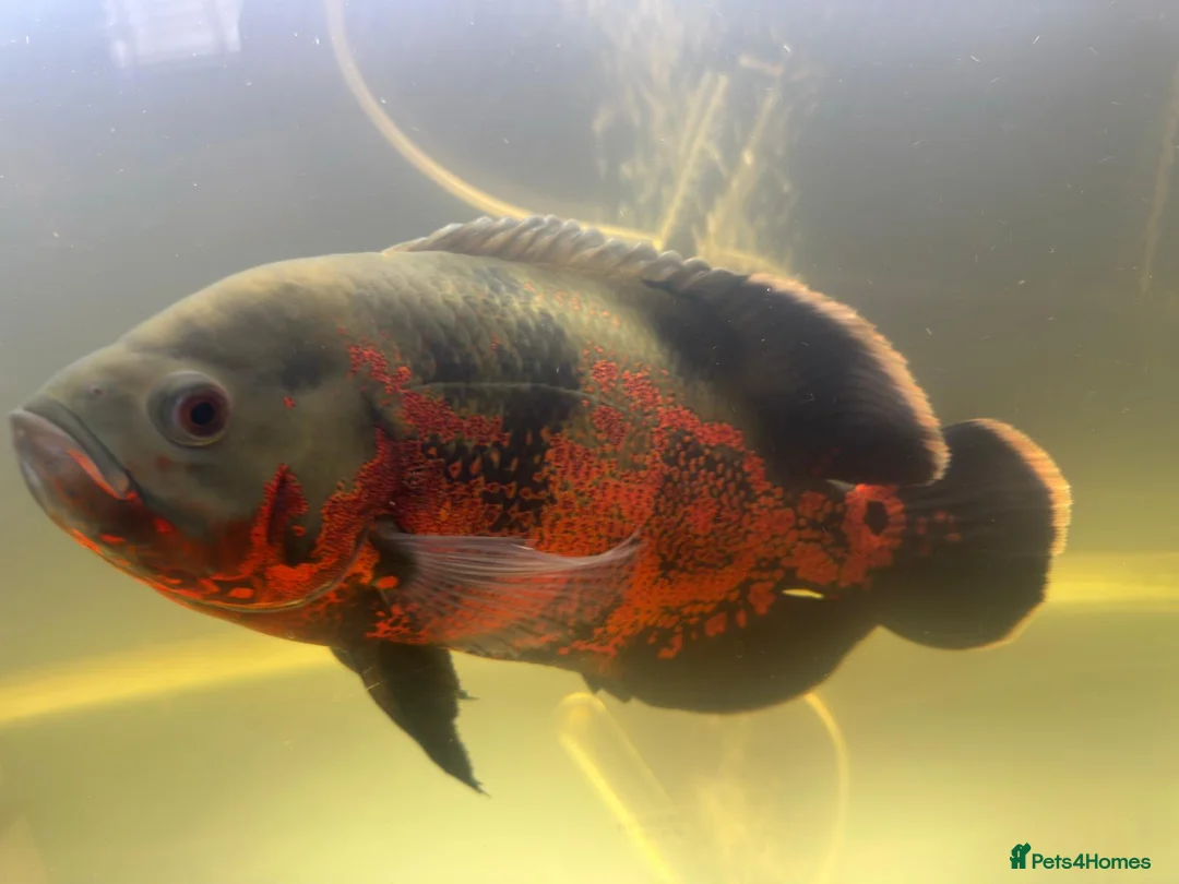 Cichlids fish for sale: Ozzy the oscar  - Advert 2