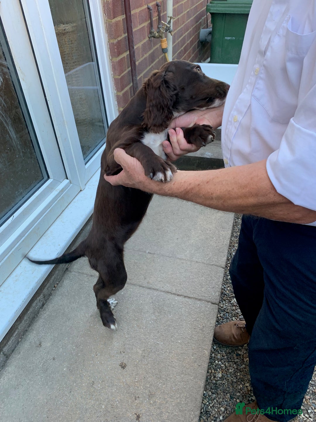 Cocker Spaniel dogs for sale: Working Cocker Spaniel puppies in Bexhill-on-Sea - Image 16