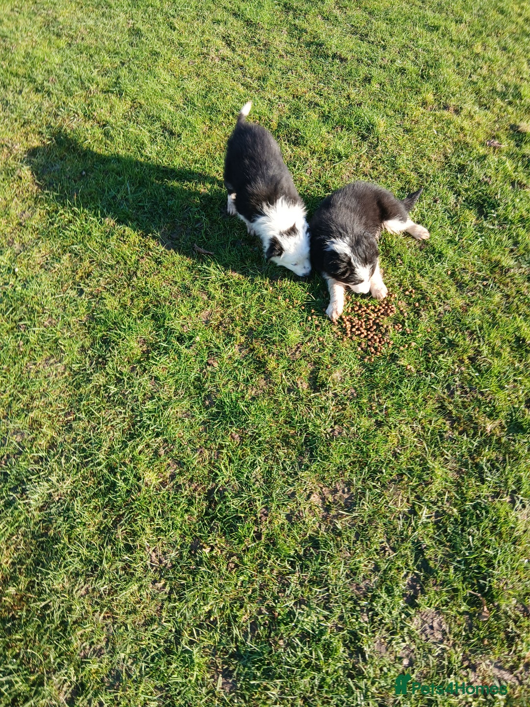 Border Collie dogs for sale: Long coated traditional border collie pups - Advert 16