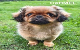 Pekingese dogs for sale: CARMEL - 2 Pekingese puppies BOYS ! Fully vaccinated! - Image 12