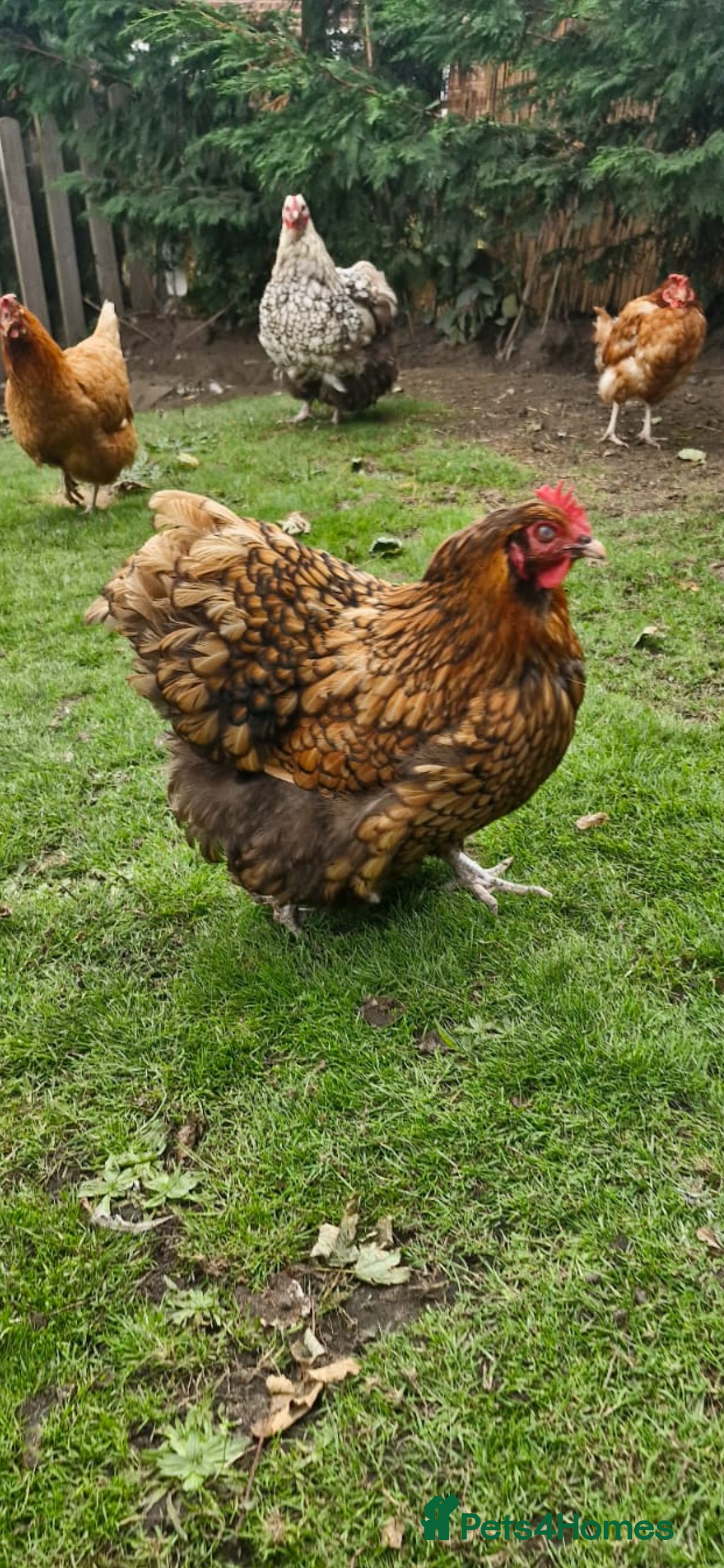 Chickens poultry for sale: Beautiful Hens - Image 7