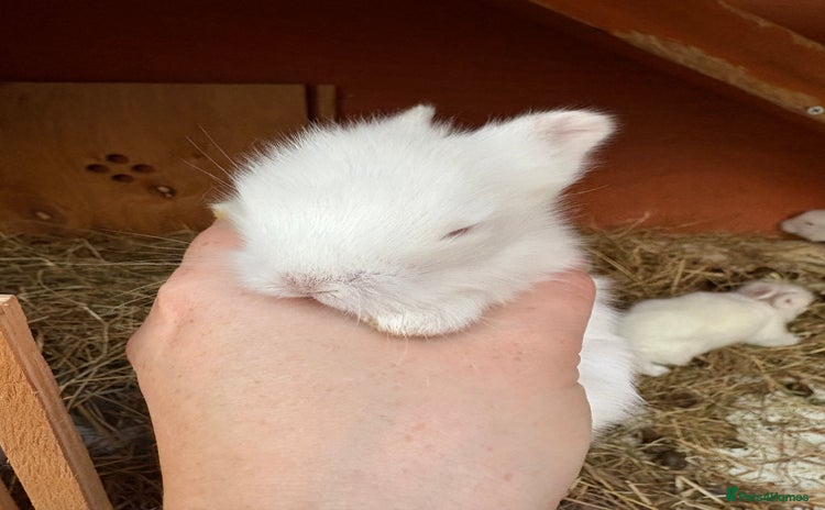 Mixed Breed rabbits - Advert 10