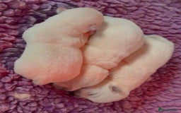 West Highland Terrier dogs for sale: West Highland Terrier pups Dad show lines - Image 5