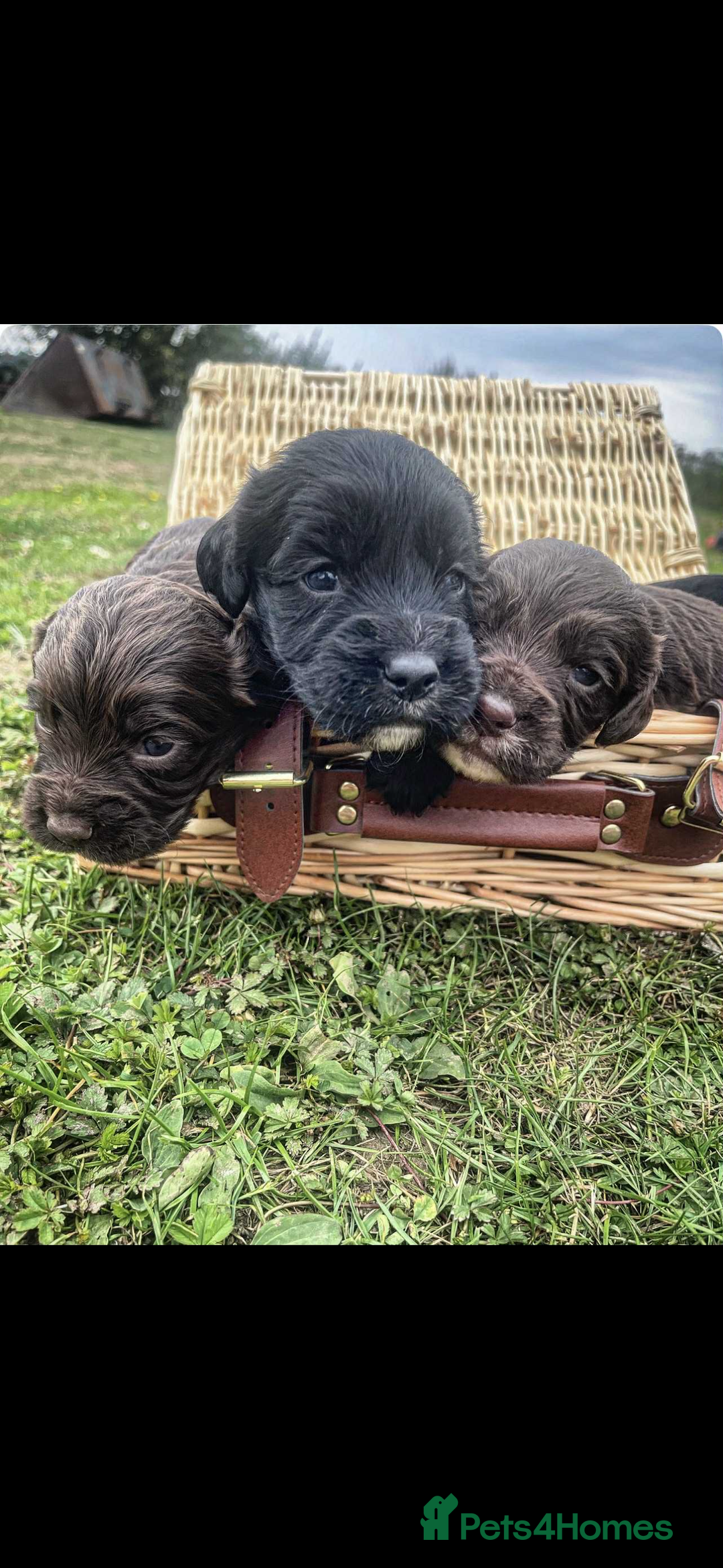 Cocker Spaniel dogs for sale: Working cocker spaniel  - Image 3