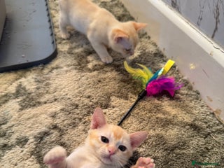 Burmese cats Burmese Kittens For Sale - Advert 4