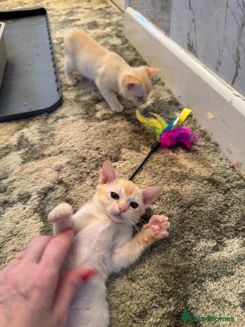 Burmese cats Burmese Kittens For Sale - Advert 1