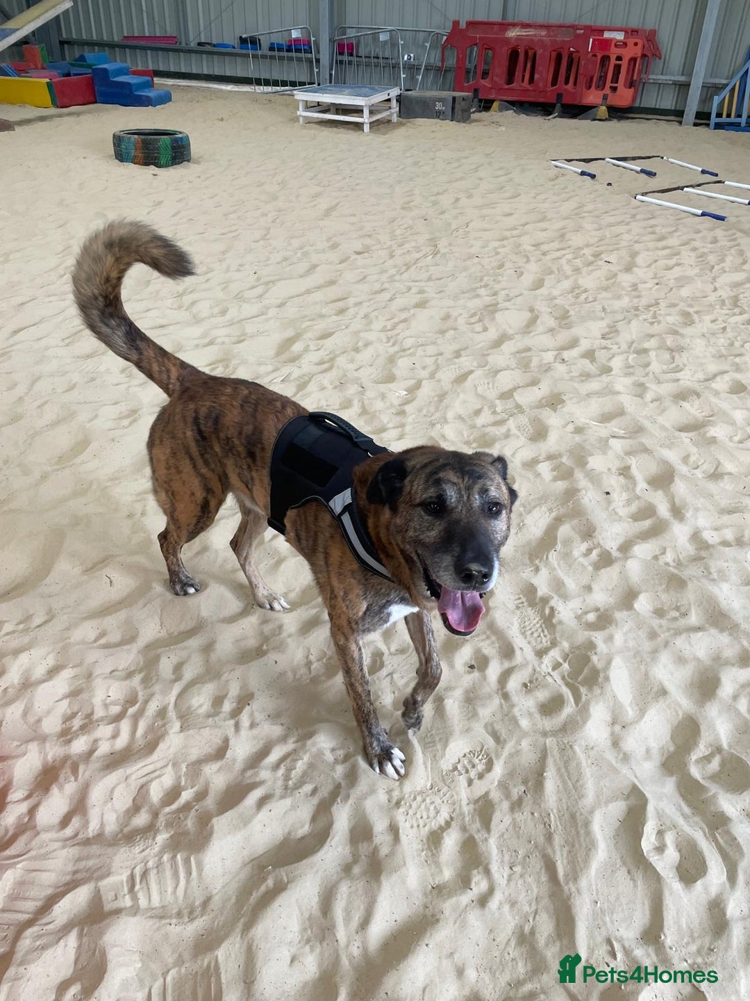 Mixed Breed dogs for adoption: Camel - Image 7