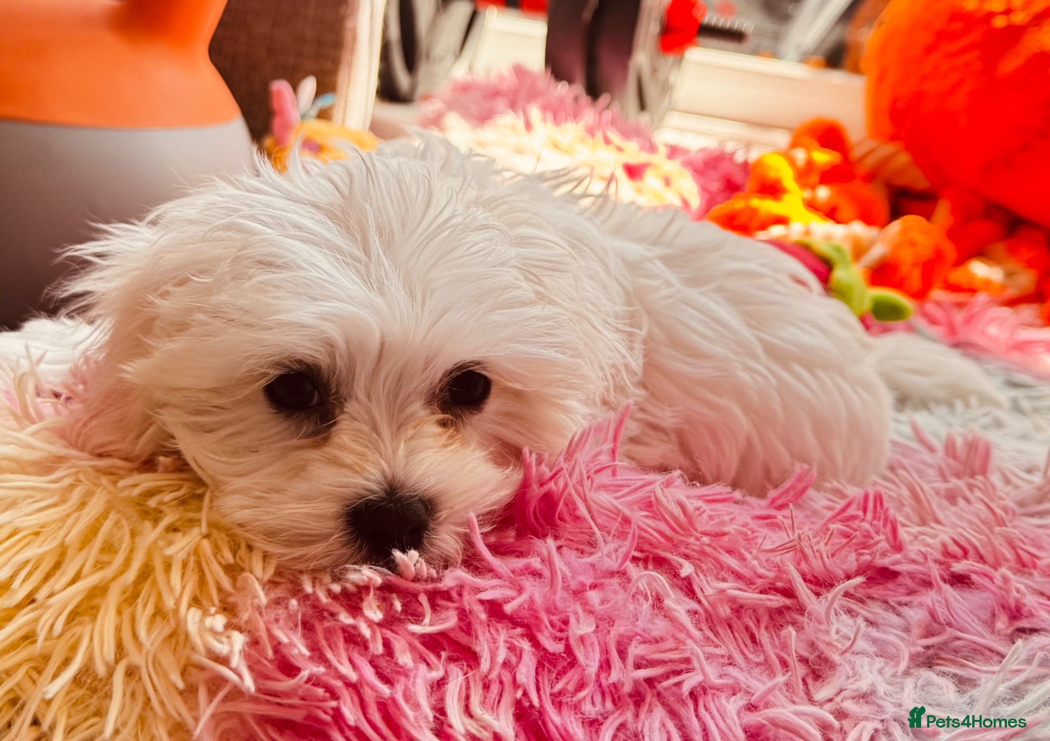 Maltese dogs Pure breed pedigree Maltese boy  - Advert 5