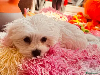 Maltese dogs Pure breed pedigree Maltese boy - Advert 5
