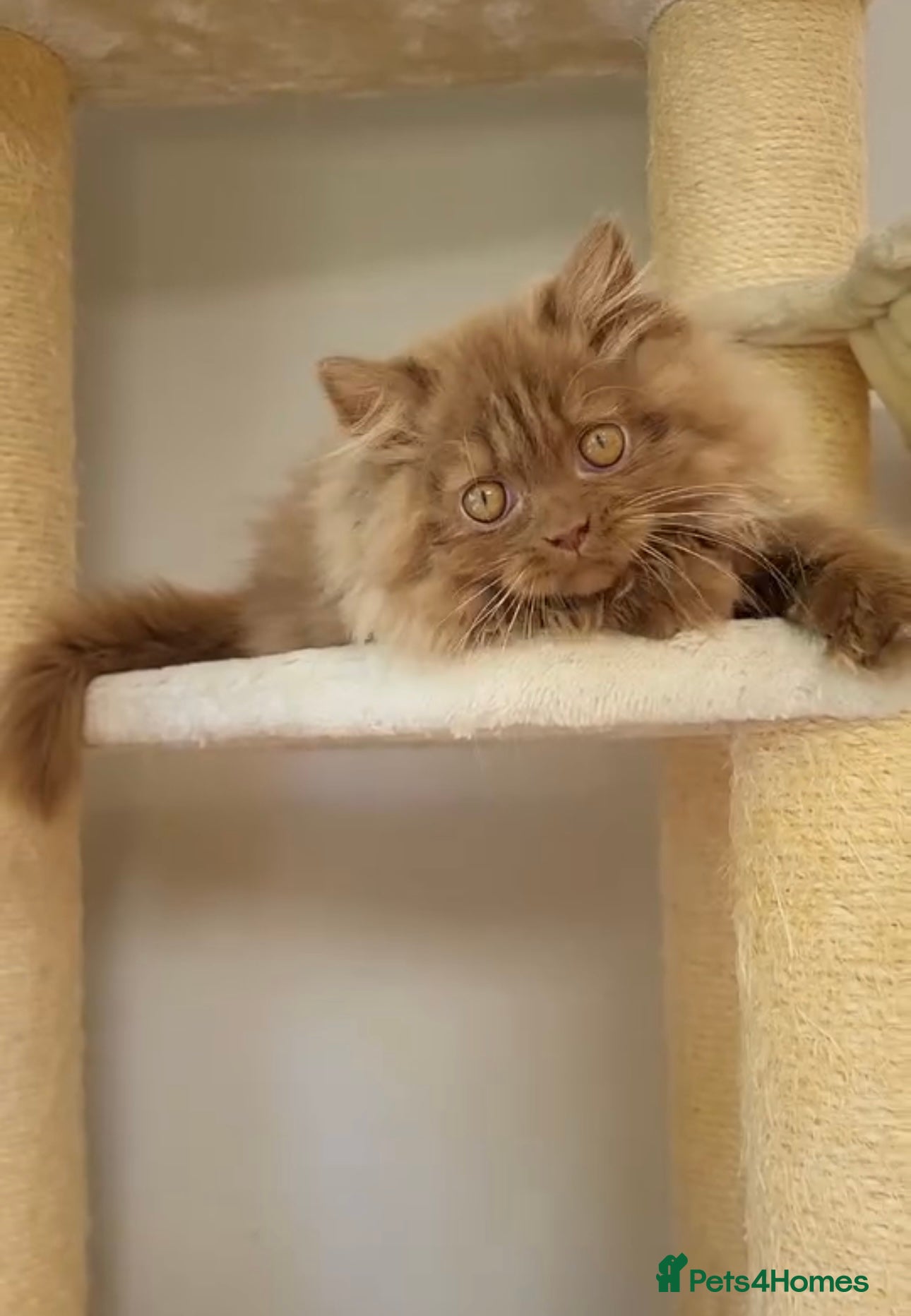 British Longhair cats GCCF Registered chocolate British longhair kitteN  - Advert 4