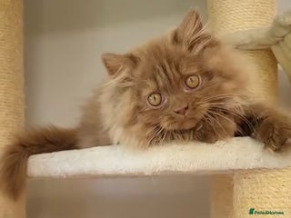 British Longhair cats GCCF Registered chocolate British longhair kitteN - Advert 3