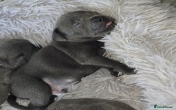 Staffordshire Bull Terrier dogs for sale: Staffordshire bull terrier  - Advert 14