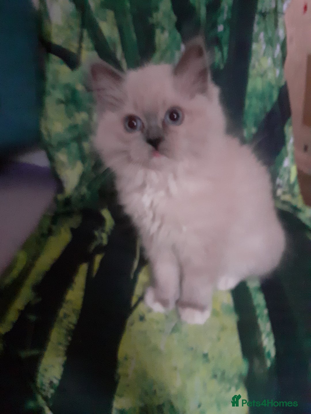 Ragdoll cats for sale: Original purebred Ragdoll kittens.Girl and boy. - Image 13