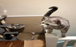 British Shorthair cats for stud: Silver Tabby British shorthair Stud–Healthy&Proven - Advert 7