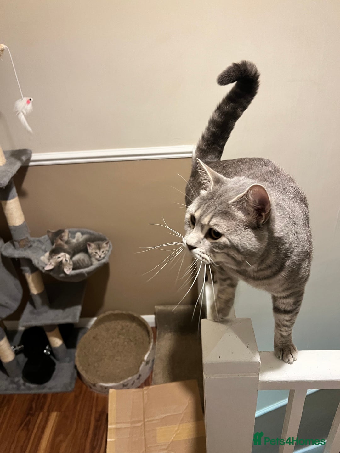 British Shorthair cats for stud: Silver Tabby British shorthair Stud–Healthy&Proven - Advert 7