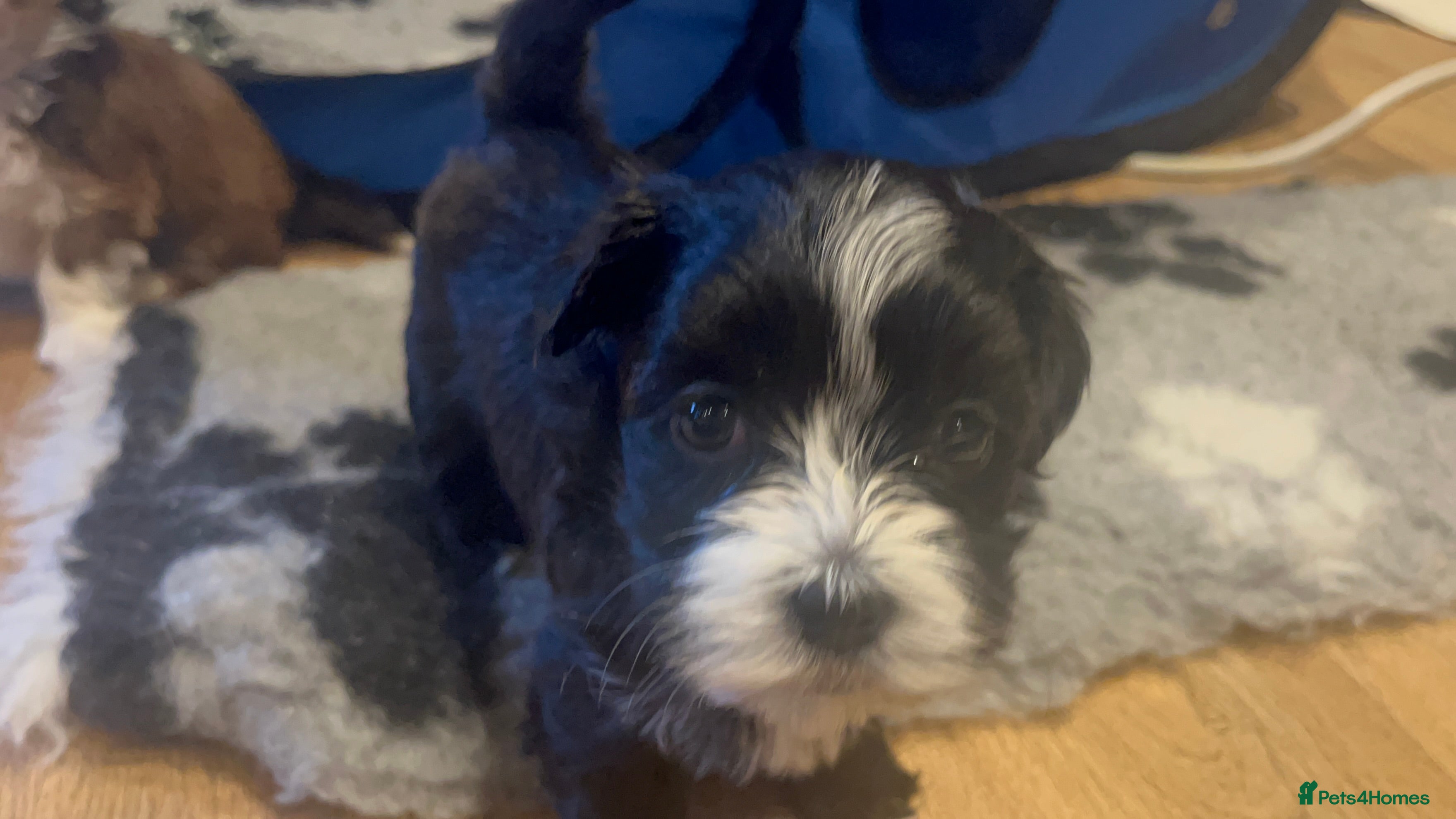 Havanese dogs Beautiful Havanese puppies - Advert 1