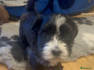 Havanese dogs Beautiful Havanese puppies - Advert 2