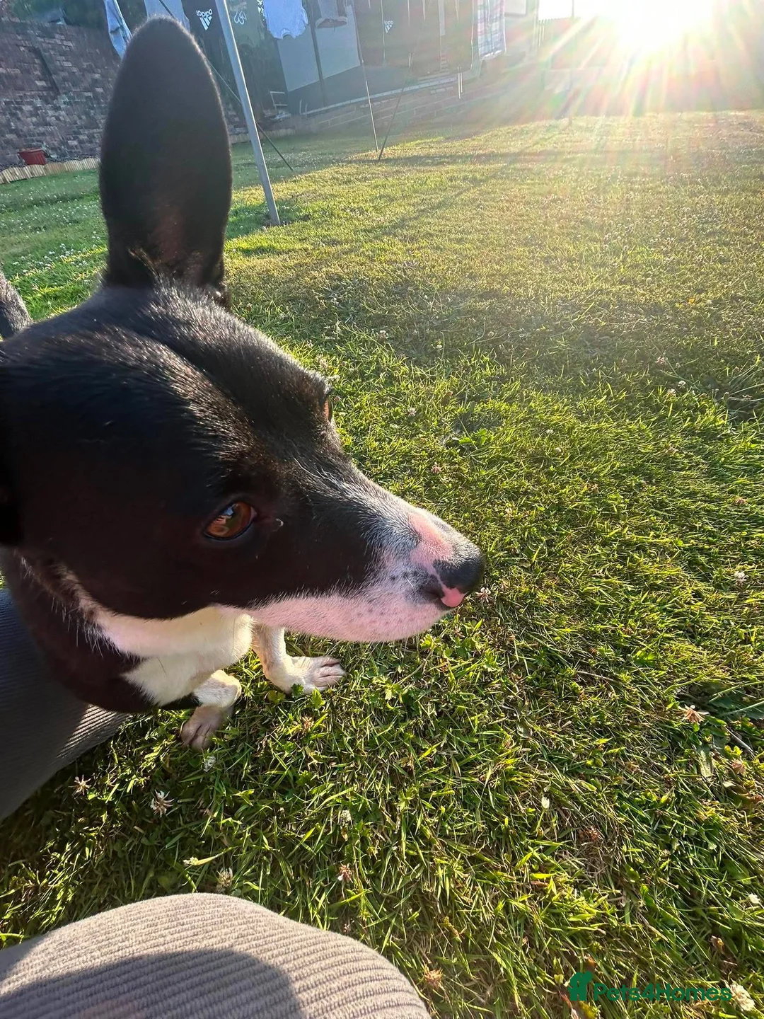 Mixed Breed dogs for adoption: Meet Mash! 👂❤️ in Edinburgh - Advert 5