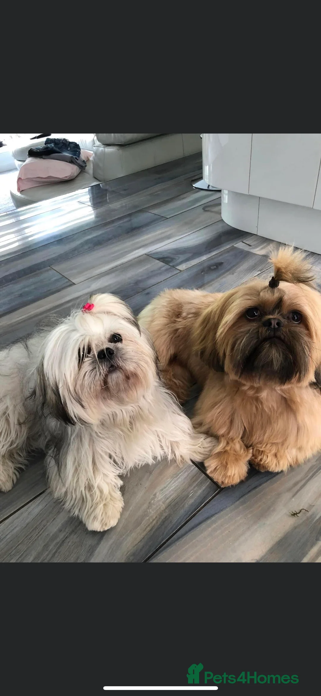 Shih Tzu dogs for stud: Shih tzu stud  in Glasgow - Advert 2