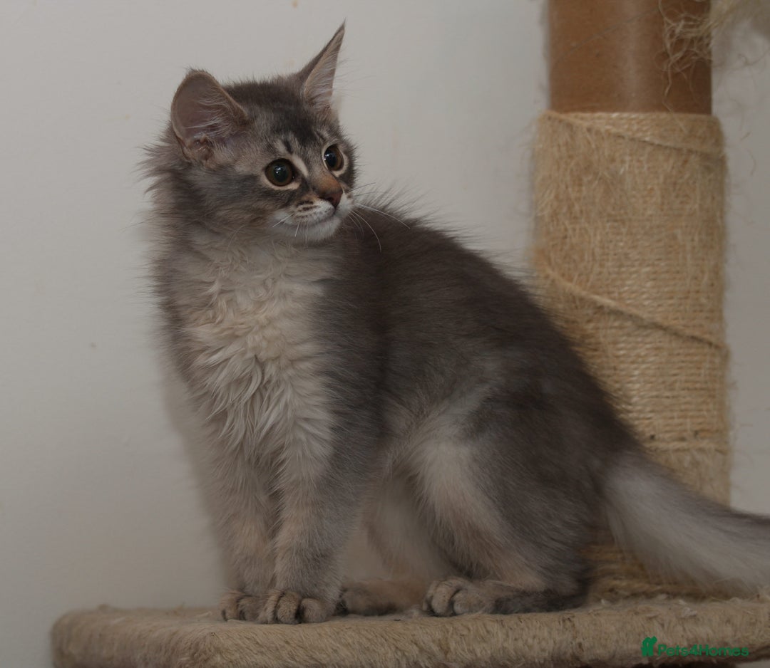 Somali cats for sale: Blue silver female Somali - Advert 1