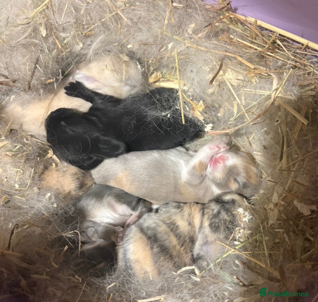 Mini Lop rabbits Baby Mini Lops  - Advert 6