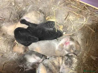 Mini Lop rabbits Baby Mini Lops - Advert 6
