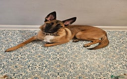 Belgian Shepherd Dog dogs for sale: Belgium mali - Image 1