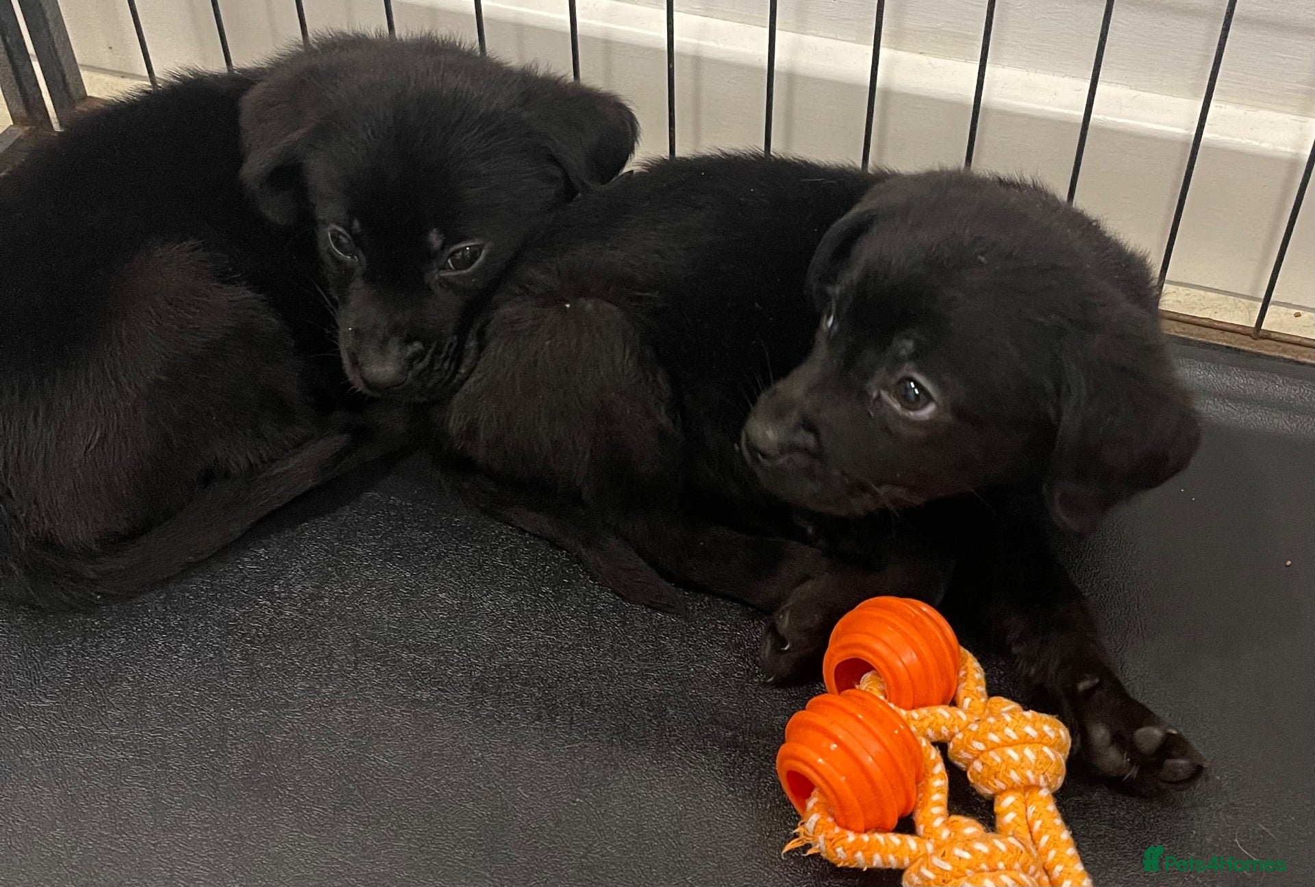 Labrador Retriever dogs for sale: Gorgeous Labrador pups - Advert 1