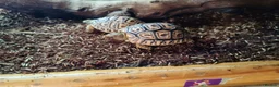 Tortoise reptiles for sale: Leopard tortoise hatchlings - Advert 2