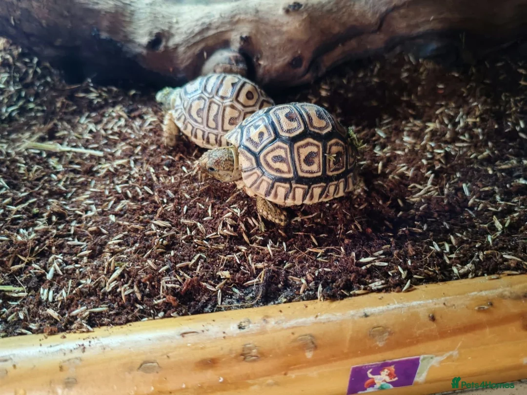 Tortoise reptiles for sale: Leopard tortoise hatchlings - Advert 2