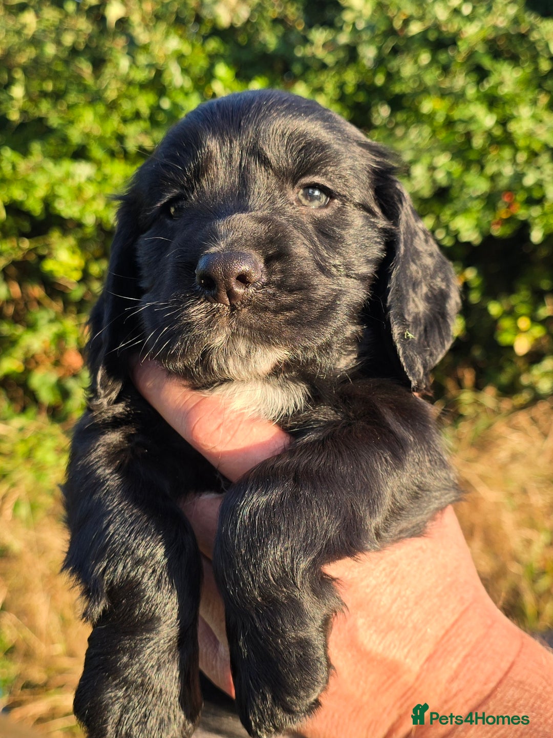 Sprocker dogs for sale: Working sprocker pups  - Image 3