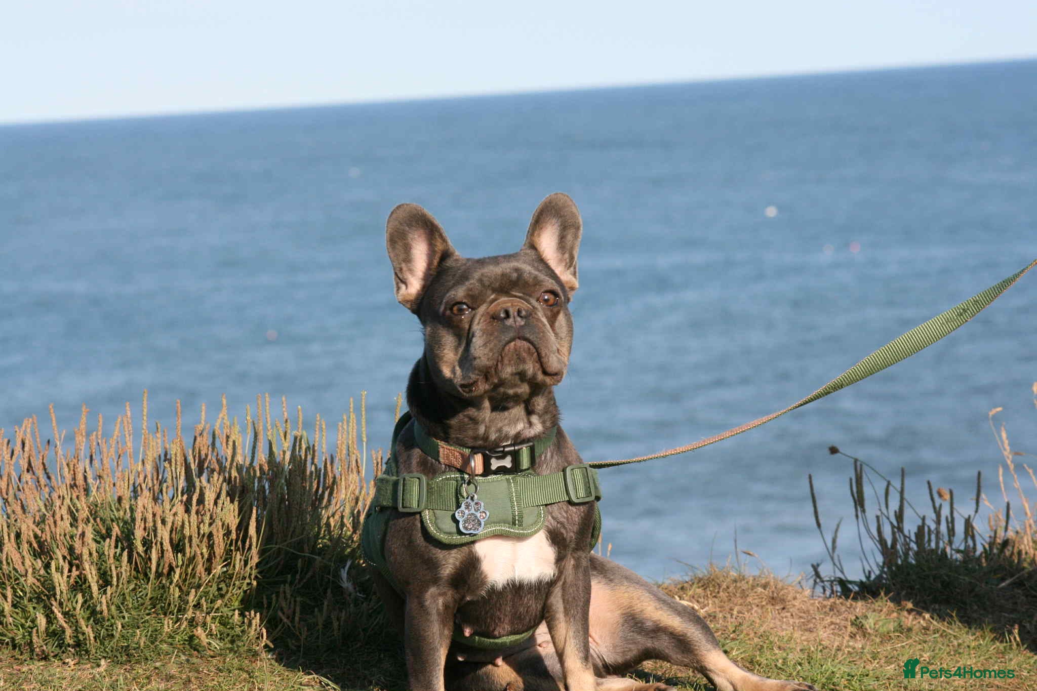 French Bulldog dogs Health tested kc reg blue/tan lilac tan puppies - Advert 2